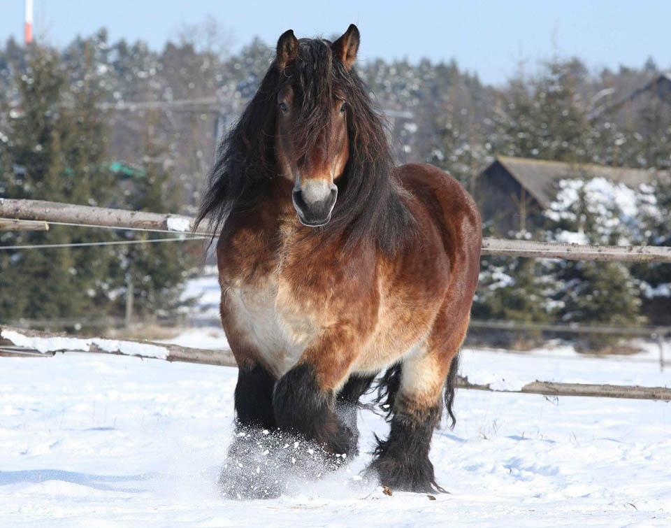 Gorgeous dutch draught horse in the snow